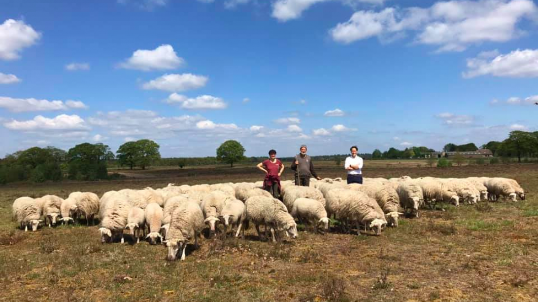 Schapen op de Renkumse hei