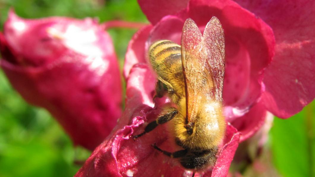 GroenLinks Oss en GroenLinks Brabant zaaien biologische bloemen voor bijen in Herpen