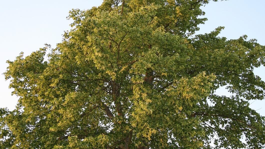 Lindeboom Lindeboom