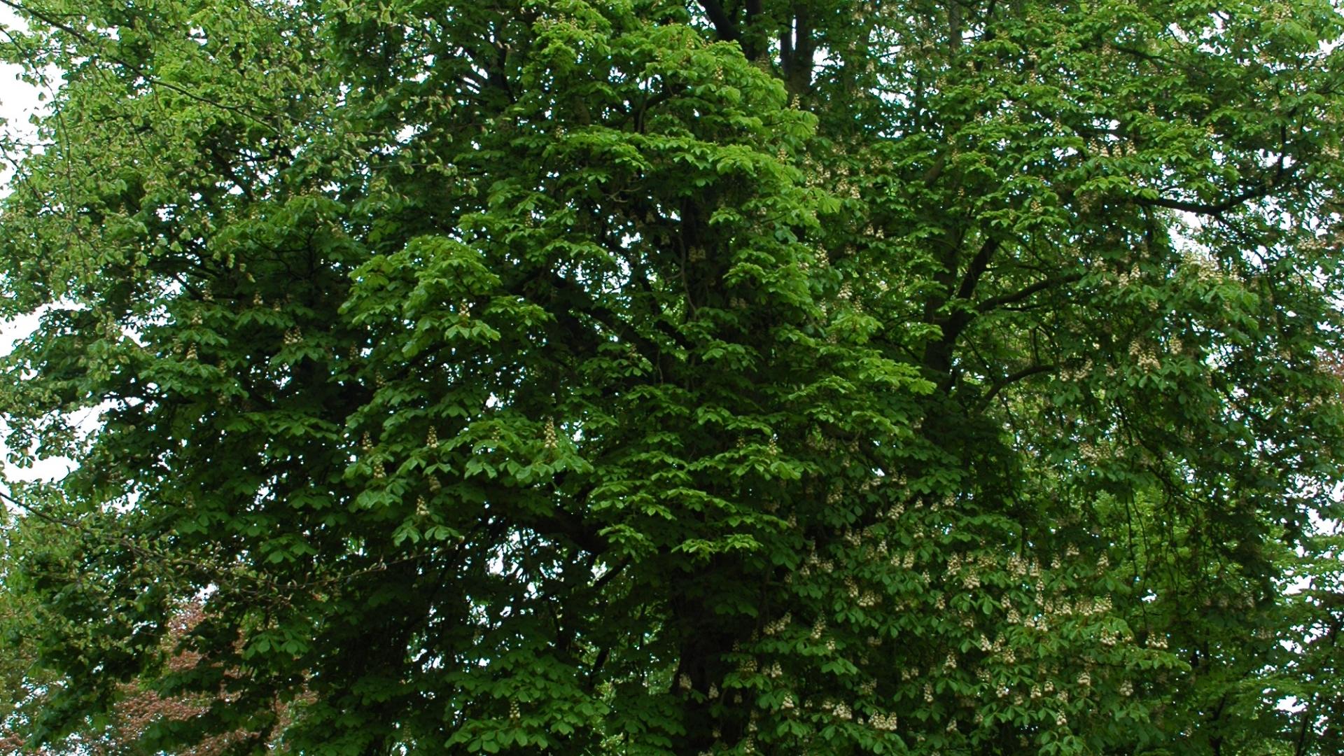 monumentale kastanjeboom