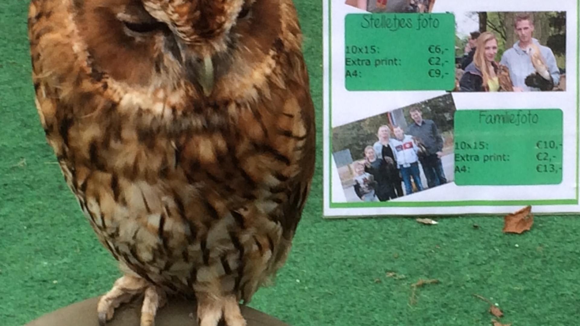 exploitatie roofvogels in het centrum van Oss