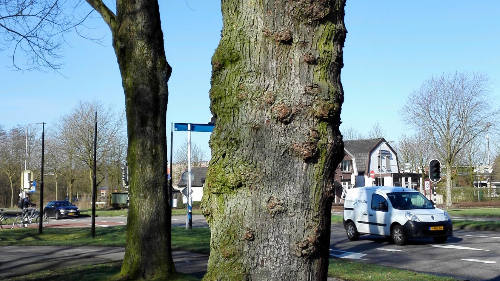 Dreigende kap voor bomen aan Julianasingel